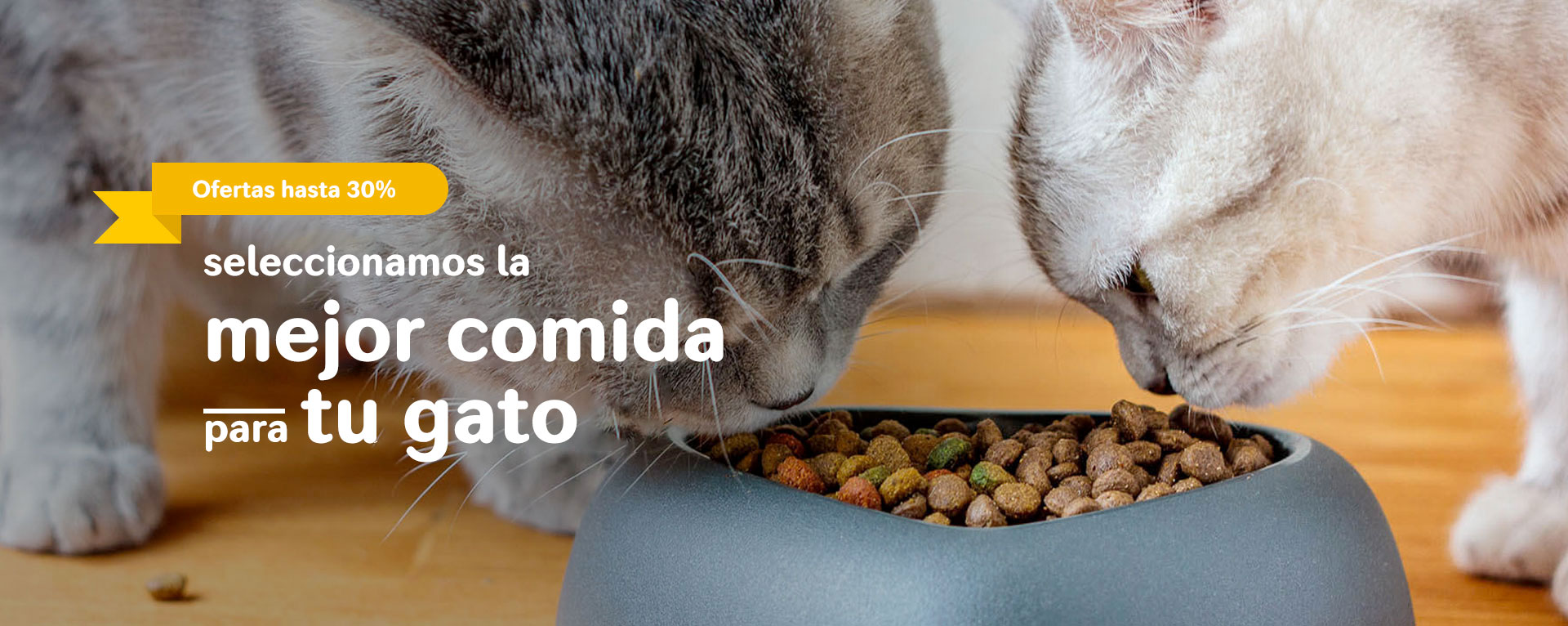 https://www.pelusin.es/8-alimento-gatos