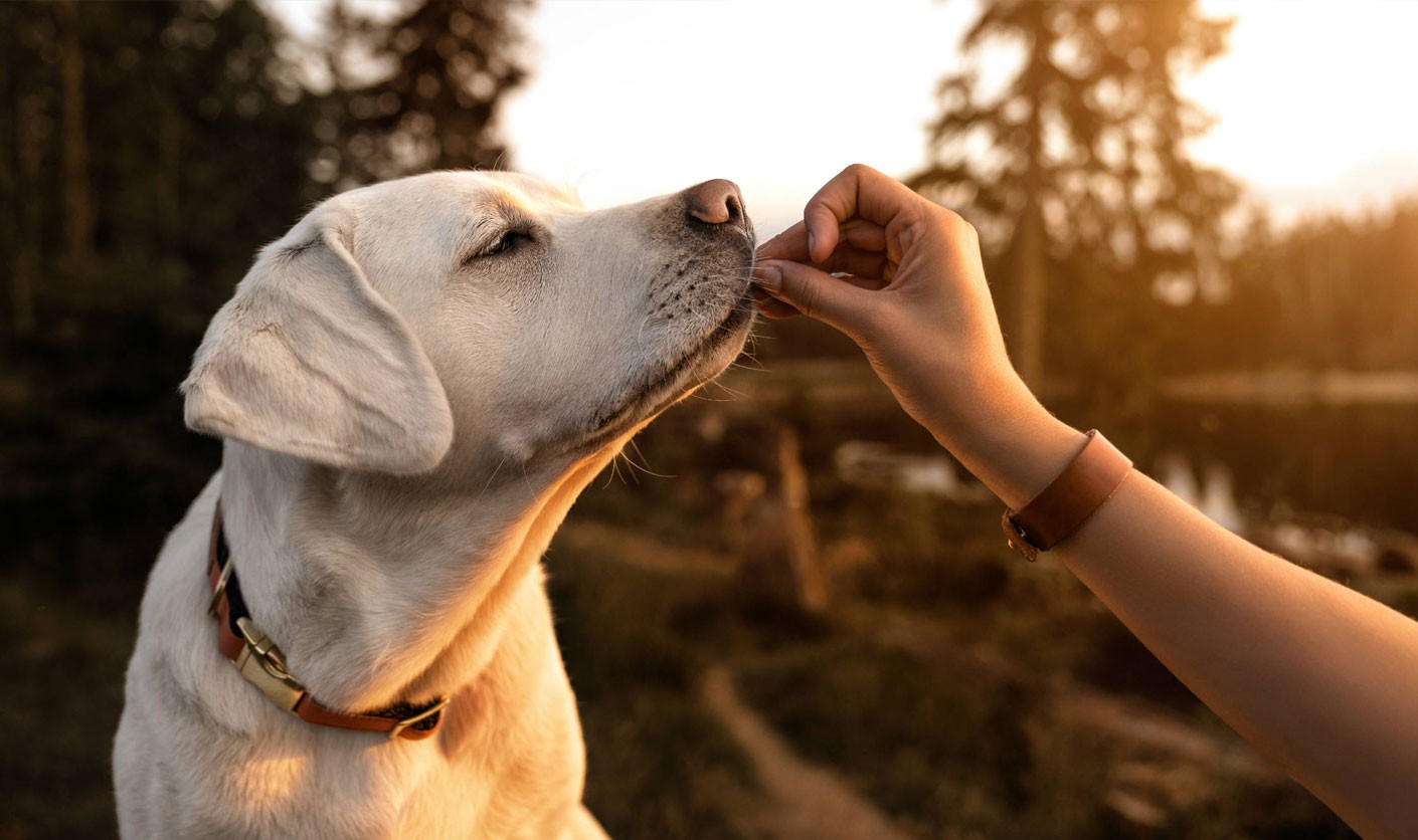Los snacks más sanos para tu perro