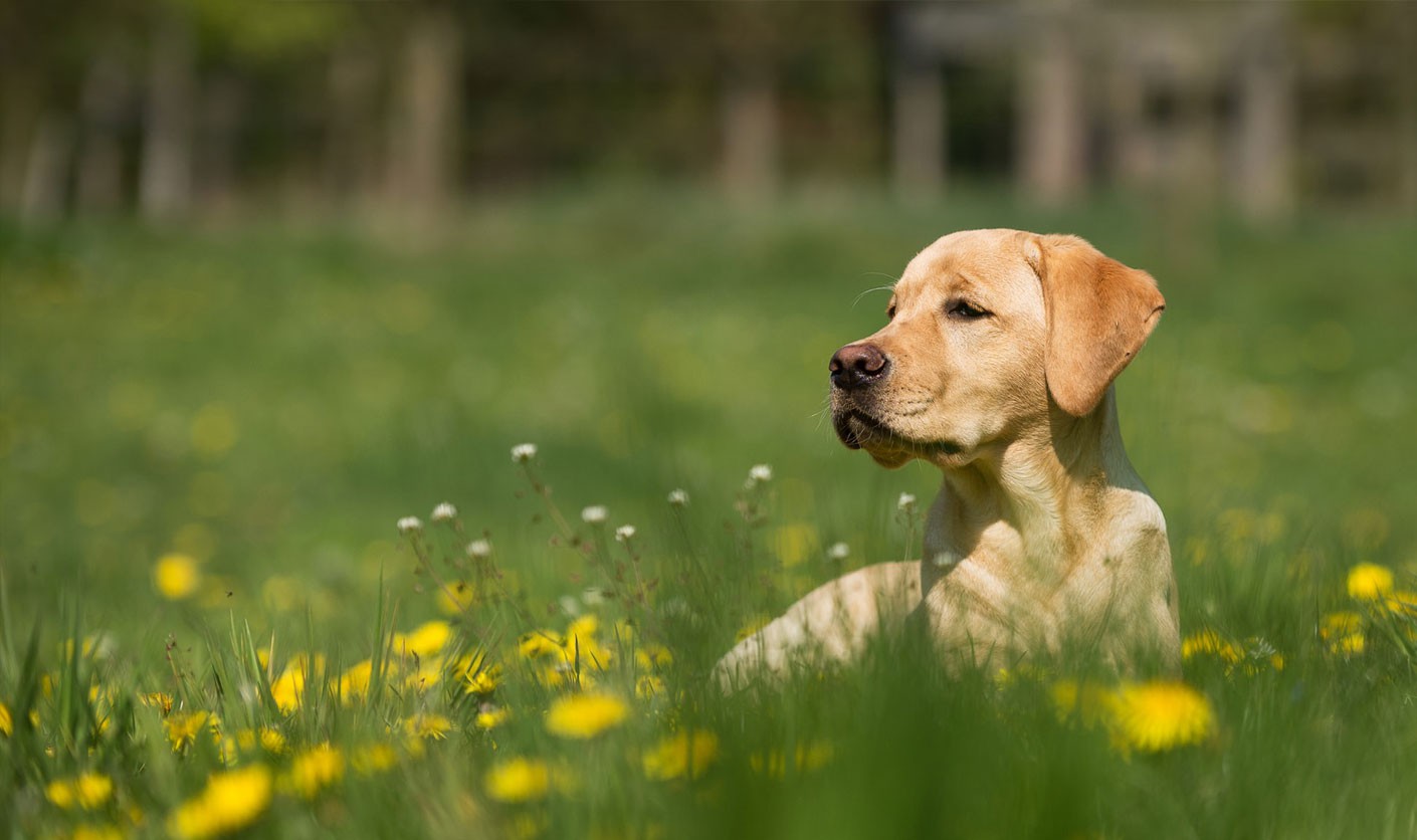 Cómo cuidar de tu cachorro