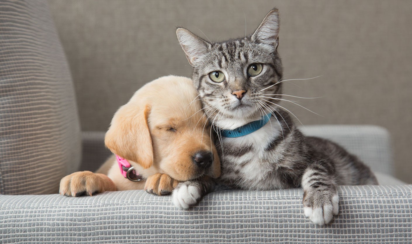 ¿Como perros y gatos?